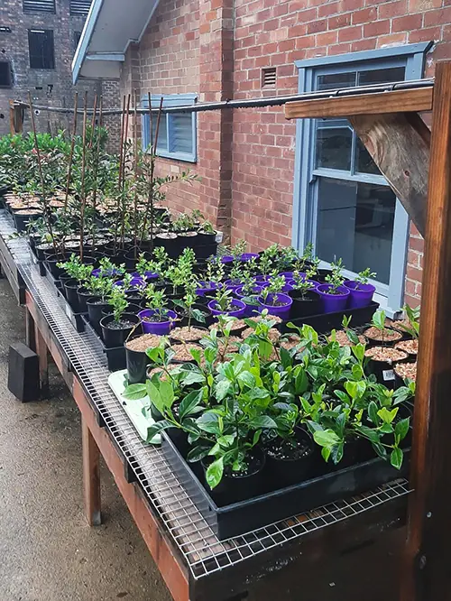 Plant Nursery in Gloucester NSW