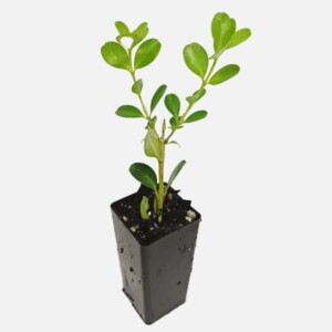 Buxus Microphylla 'Japanese Box' Buxus Microphylla 'Japanese Box'