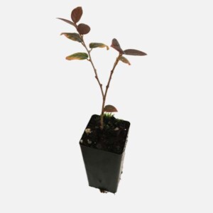 Loropetalum Chinensis 'China Pink' Loropetalum Chinensis 'China Pink'