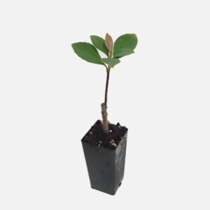 Raphiolepsis Indica 'Pink Lady' Raphiolepsis Indica 'Pink Lady'
