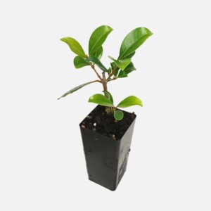 Syzygium Australe 'Resilience' Syzygium Australe 'Resilience'