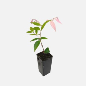Syzygium 'Pink Cascade' Syzygium 'Pink Cascade'