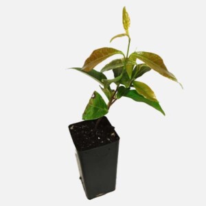 Trachelospermum Jasminioides 'Tri Colour' Trachelospermum Jasminioides 'Tri Colour'