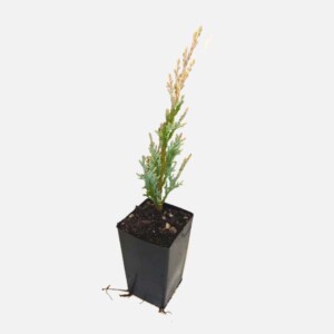 Chamaecyparis lawsoniana 'Lawson Cypress' Chamaecyparis lawsoniana 'Lawson Cypress'