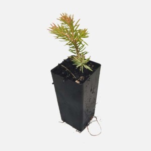 Juniperus conferta 'Shore Juniper' Juniperus conferta 'Shore Juniper'