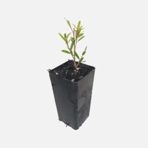 Leptospermum 'Copper Glow' Leptospermum 'Copper Glow'