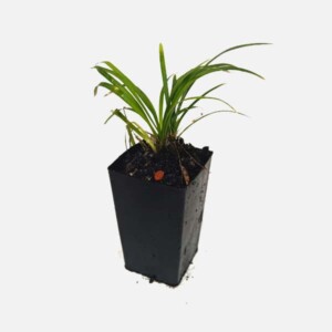 Ophiopogon japonicus 'Mondo Grass' Ophiopogon japonicus 'Mondo Grass'